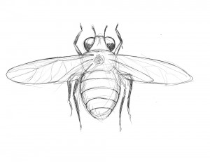 Carpenter bee sketch