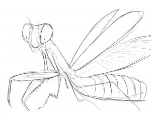 Mantis sketch
